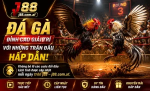 Trận nổi bật đá gà j88 với giao diện trực quan