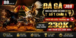 Trận đá gà j88 với hình hiển thị ổn định